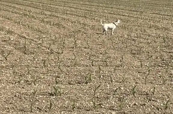 Chien trouvé Périgny, photo: Deux chihuahuas trouvés à Périgny