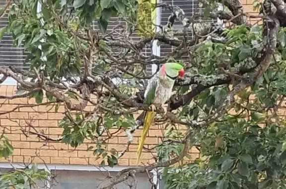 Lost Parrot in Mosman - Please Help!