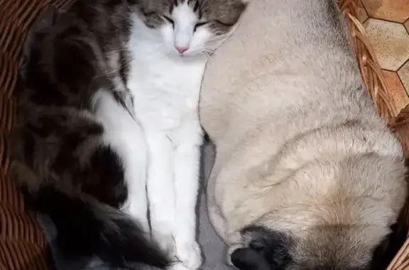 Chat perdu : Mao, 2 ans, Plan Basset - photo