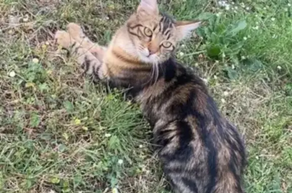 Animaux trouvés Châteauroux, photo: Chat trouvé câlin Rue Dieudonné Costes