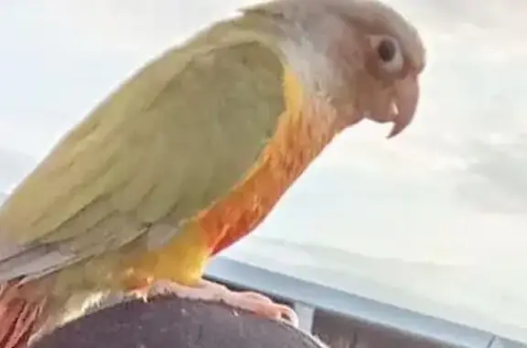 Animaux perdus Angers, photo: Perroquet apprivoisé perdu à Angers