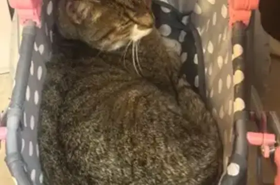 Chat perdu, castré, câlin, tigré à Moyon - photo