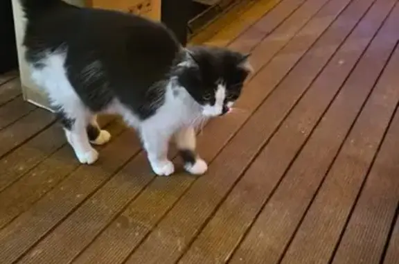 Found: Young Black & White Kit...