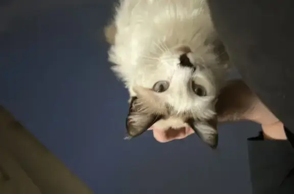 gato desaparecida