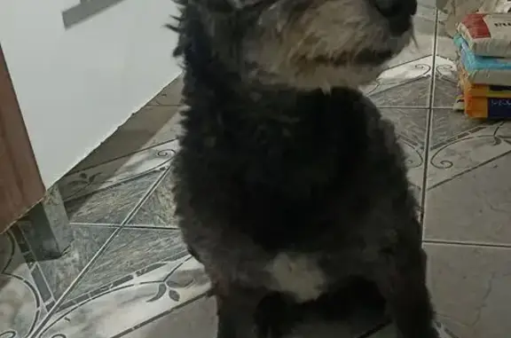 cachorro encontrada