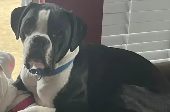 Lost Boxer: Blue Collar, Last Seen May 23