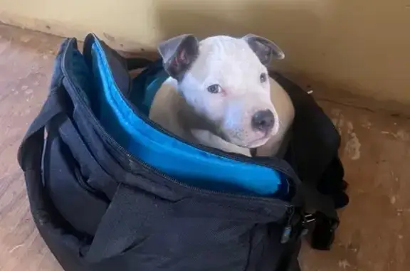 Lost Dog: White with Blue Ears & Nose