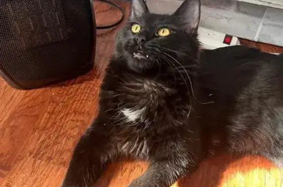 Lost: Black Cat with Unique White Spots