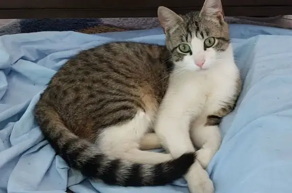 Animaux perdus Pleyben, photo: Chat perdu : Tigré blanc et gris à Pleyben
