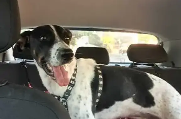 cachorro encontrada