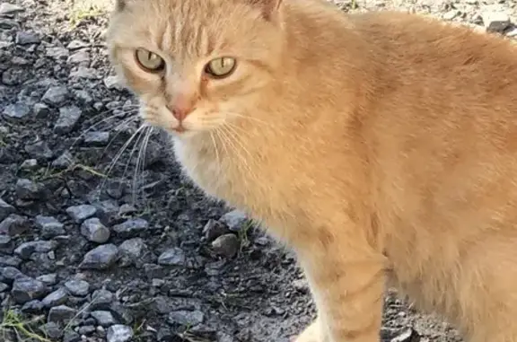 Animaux trouvés , photo: Chatte roux tatouée trouvée à Saint-Sauflieu