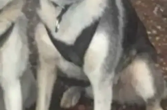 Lost Alaskan Husky on Kasota Ave, St. Paul