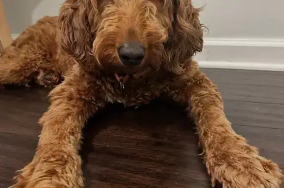 Lost Skittish Dog in Arden, DE