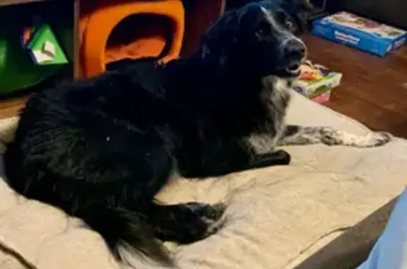 Lost Border Collie: Friendly, Shy, Lancaster
