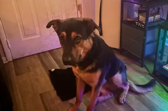Lost Friendly Shepherd-Rottweiler Mix