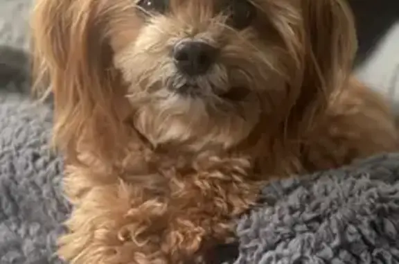 Lost Rusty Brown Dog in Memphis Area