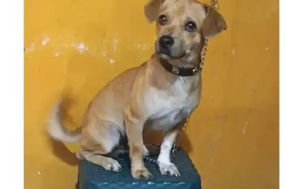 Perro Perdido en Cancún: Café Claro con Collar Azul