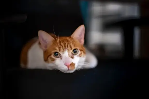 Chat perdu, , photo: Chat perdu blanc/roux, harnais jaune fluo