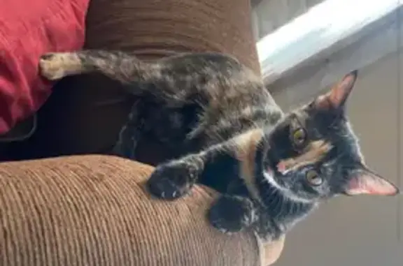 Lost Calico Cat: No Tail, Pink Paw - 2915