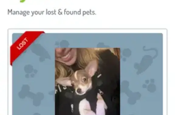Lost Chihuahua: $1000 Reward in Traverse City