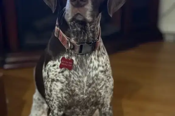 Lost: Sweet Spotted Dog in Marshall, VA