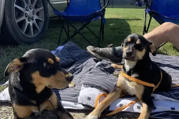 Found: 2 Friendly Young Dogs in Saltville
