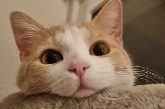 Chat perdu, Gaillard, photo: Chatte sociable perdue à Gaillard