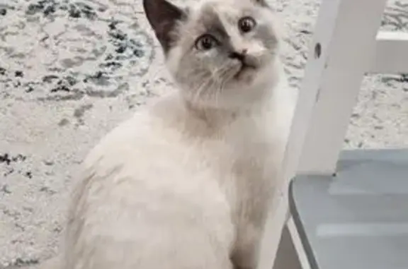 Lost Cat: Small, Greyish White on Brookfield