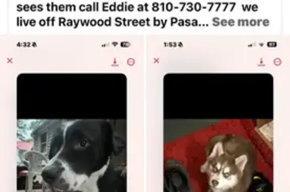 Help Find Lost Dogs Gizmo & Mimi!
