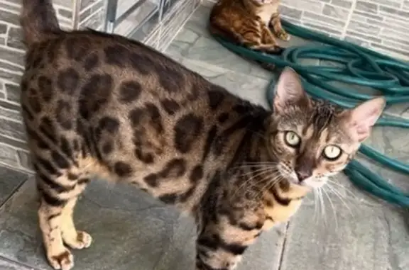 gato desaparecida
