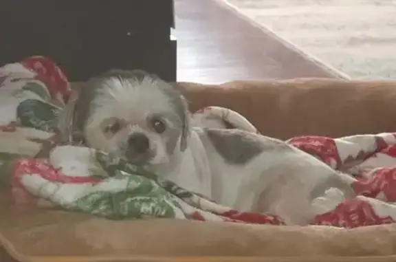 Found Dog on Pago St, Orlando 7358