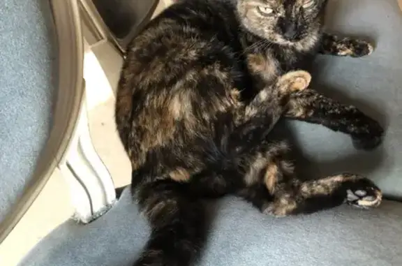 Chatte écaille Uma perdue à Benet - photo
