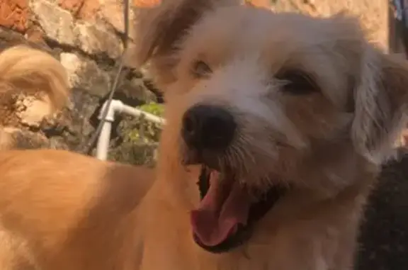 cachorro desaparecida