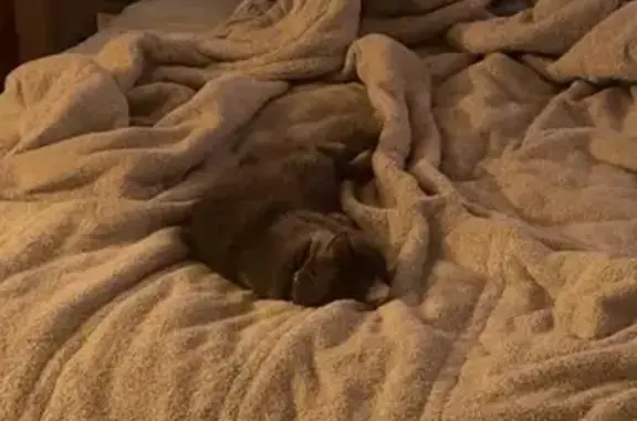 Lost: Grey Cat Smoky, Alpine Court WV