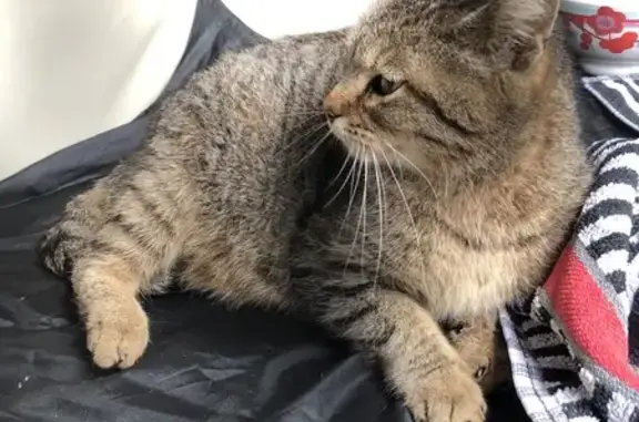 Chat tigré blessé, Les Monts d'Andaine - photo
