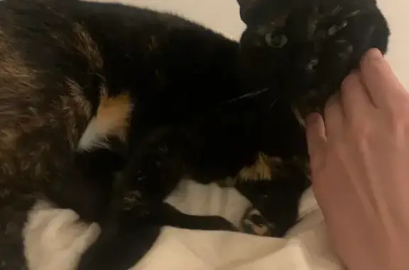 Lost Cat: Black with Tan/White - Chicago