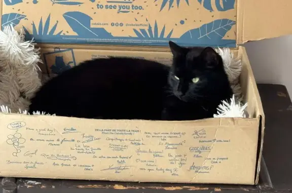 Chat perdu, , photo: Chatte noire perdue à L'Houmeau