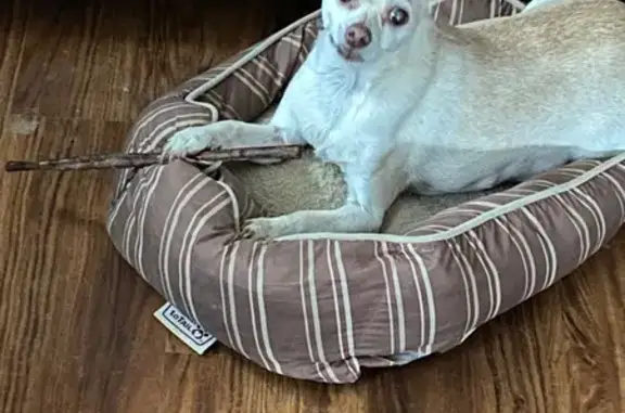 Help Find Our Elderly Chihuahua in IL!