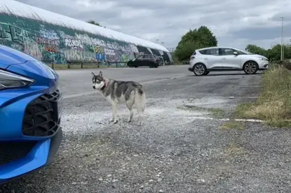 Chien husky trouvé Rue de Feytiat, Limoges - photo