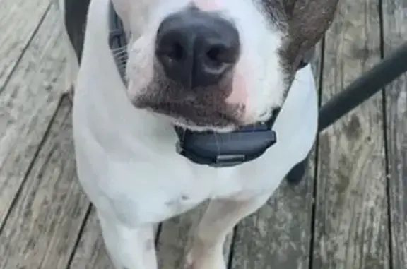 Lost Sweet Pittie Mix: White & Spotted