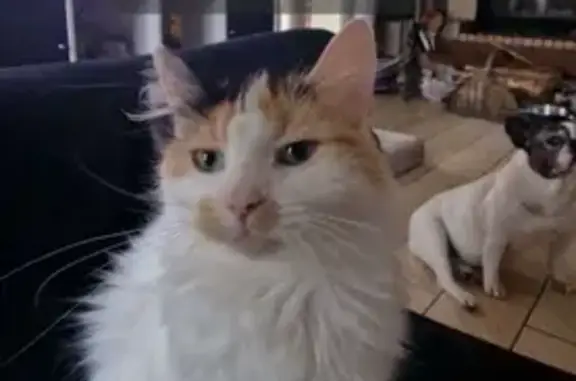 Chatte perdue, 3 couleurs, Le Mans - photo