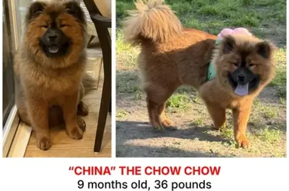 Lost Chow Chow: Fluffy Brown, Moreland Hills