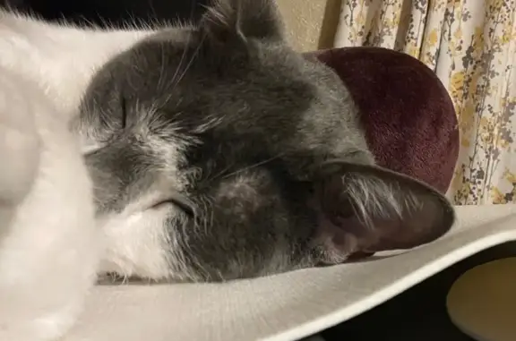 Lost Cat: Sweet Charcoal & White on Hickory