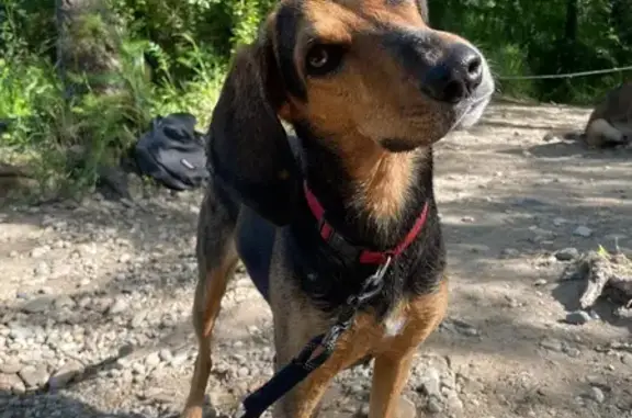 Chien perdu Héra, pucée, sociable, Aunay - photo