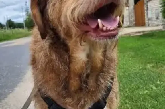 Chien perdu , photo : Chien perdu : Timmy, croisé griffon marron
