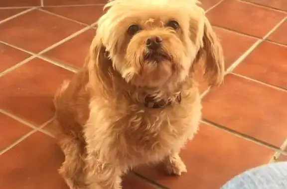 Mestiza Canela Perdida en Las Gabias