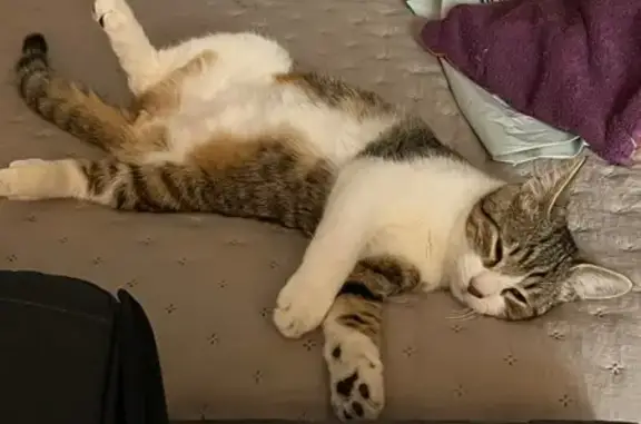 Animaux perdus Vimoutiers, photo: Chat tigré perdu, Rue du Pont Vautier