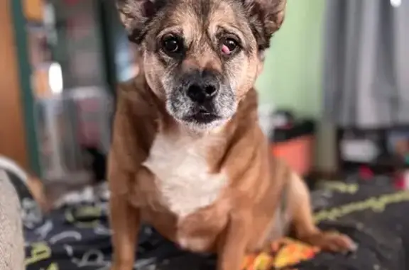 Lost Dog: Pampered Pup Missing!
