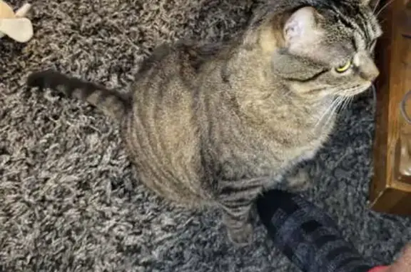 Lost Grey Tabby on Thames St, Ingersoll