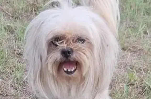 Lost Dog Alert: Jay Drive, San Juan